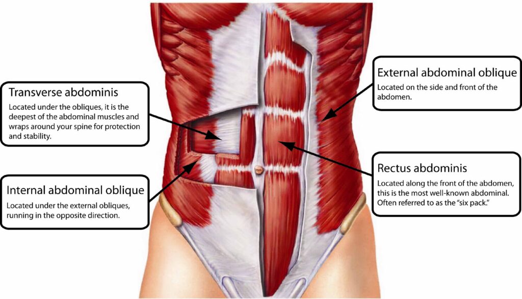 Musculatura abdominală
